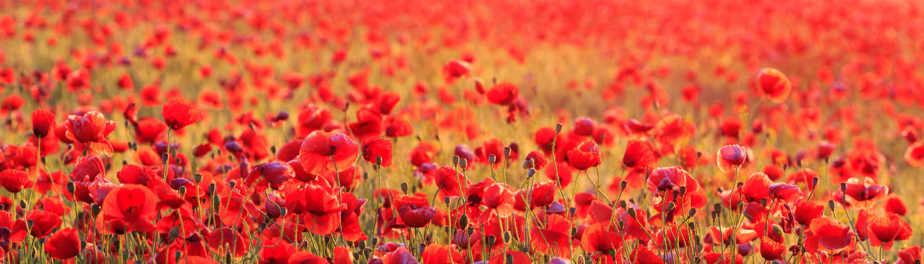 Le Tai-Chi pour un mieux-�tre!